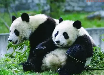大熊猫的生活 大熊猫能战胜华南虎吗?