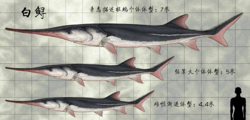 长江白鲟灭绝，活不过现代的真相原因(图3)