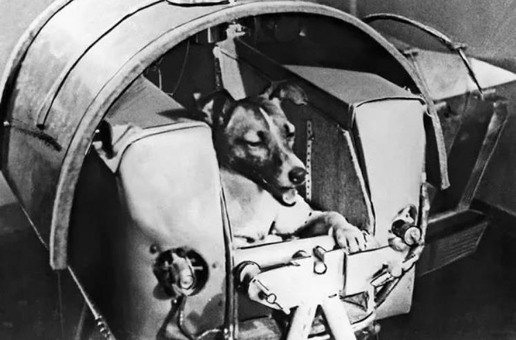 太空探索：50年前被首次送上太空的小狗，如今结局怎样了？(图2)