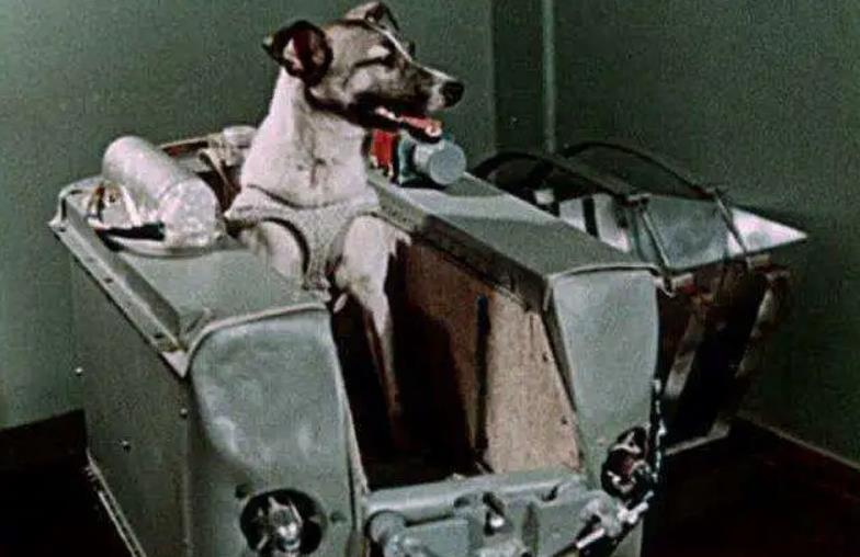 太空探索：50年前被首次送上太空的小狗，如今结局怎样了？(图3)
