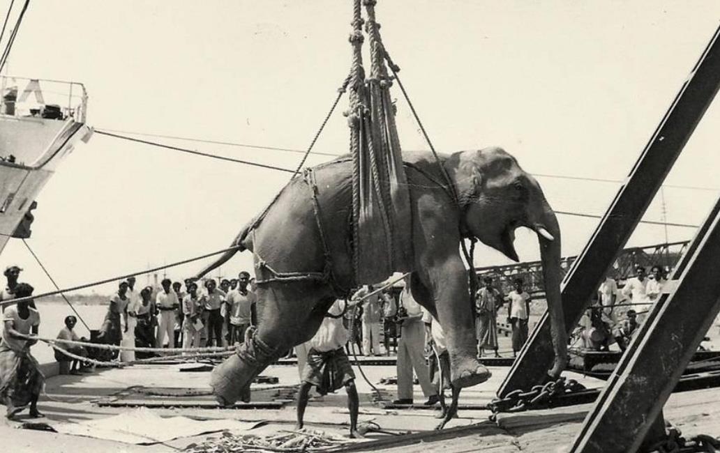 吊死大象的小镇，世界历史上唯一一头被处绞刑的大象真相(图6)