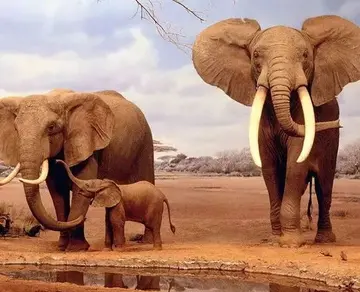聪明威武雄壮的大象，可以养着来吃象肉吗？