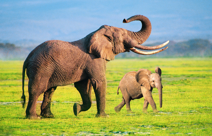 我们认识的大象，为什么不能像猪一样大量养着来吃肉？
