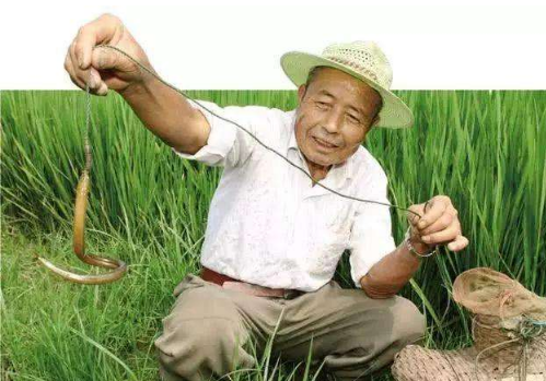 稻田里的黄鳝不吃草，它是吃什么长大的？(图4)