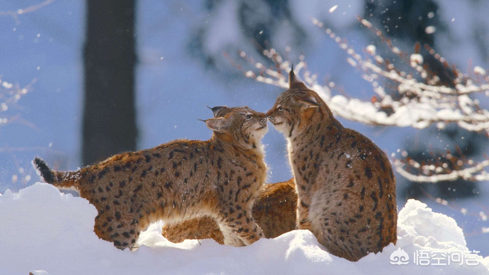 猞猁是狼的天敌吗？狼能打得过猞猁吗(图3)