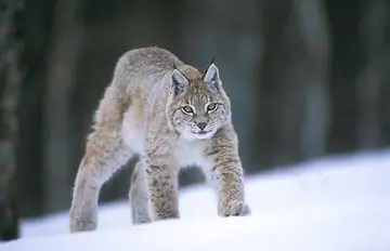 猞猁是狼的天敌吗？狼能打得过猞猁吗(图1)