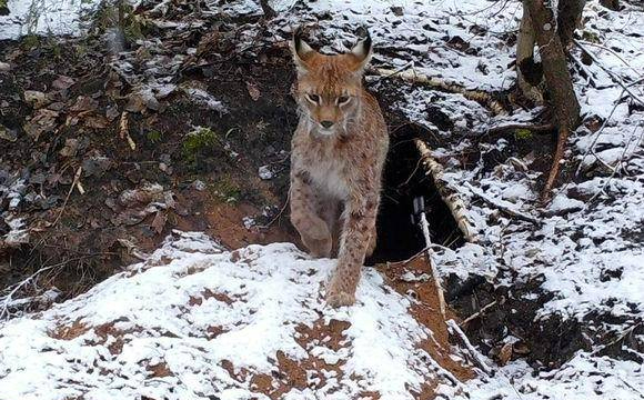 狼和猞猁之间的战斗 成年猞猁如何控制狼群的数量(图5)