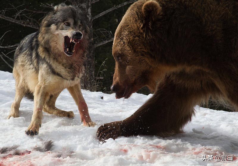 棕熊捕食野狼 狼的天敌有哪几个？