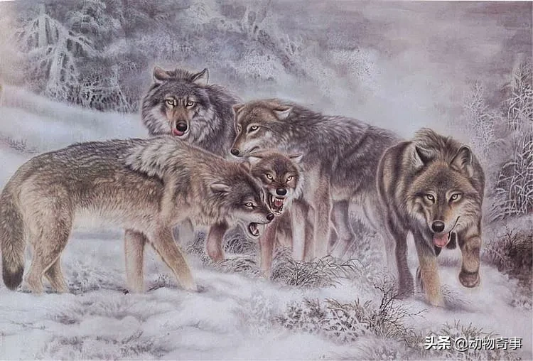 狼的天敌有哪些？它们是怎么捕食狼群的(图3)