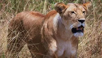 顶级猎食者狮子和老虎自然死亡后，尸体会去哪里?