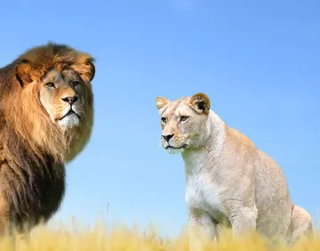 死了之后的老虎和狮子尸体 会被同类吃掉吗？