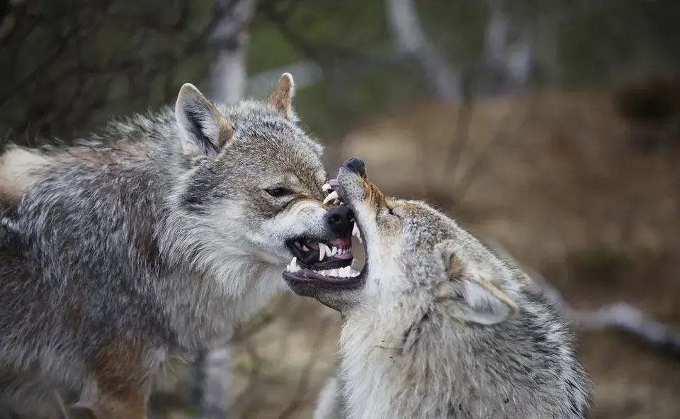 在野外遇到狼 拿大砍刀好还是匕首好？