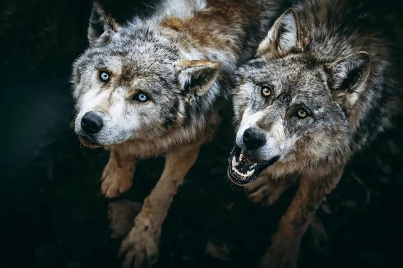 有一把1.5米大砍刀，遇到狼 应该如何对付狼？