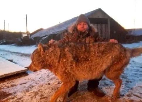 哈萨克斯坦男子徒手杀狼 与狼搏斗时只要保护好脖子